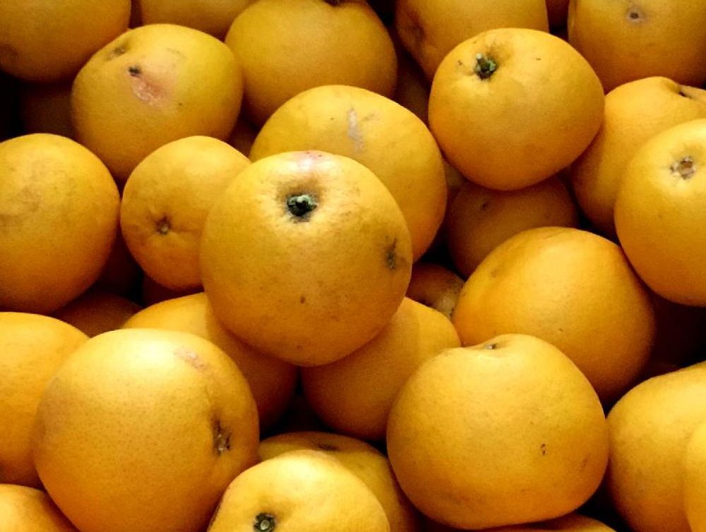 グレープフルーツ　黄色い実