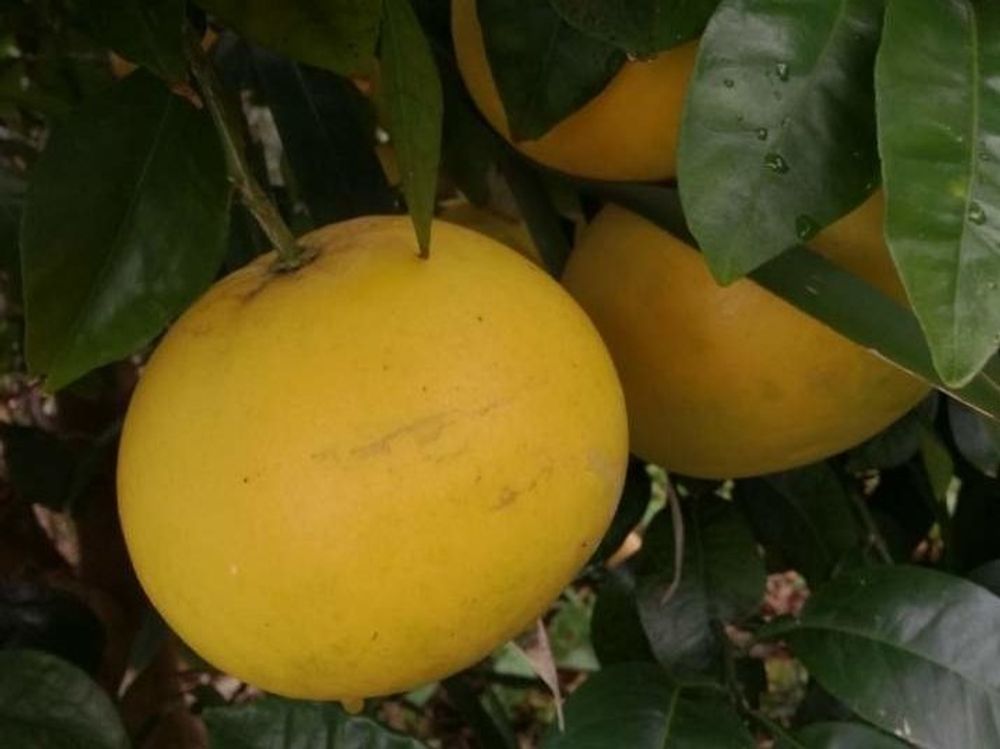 グレープフルーツ　黄色い実　