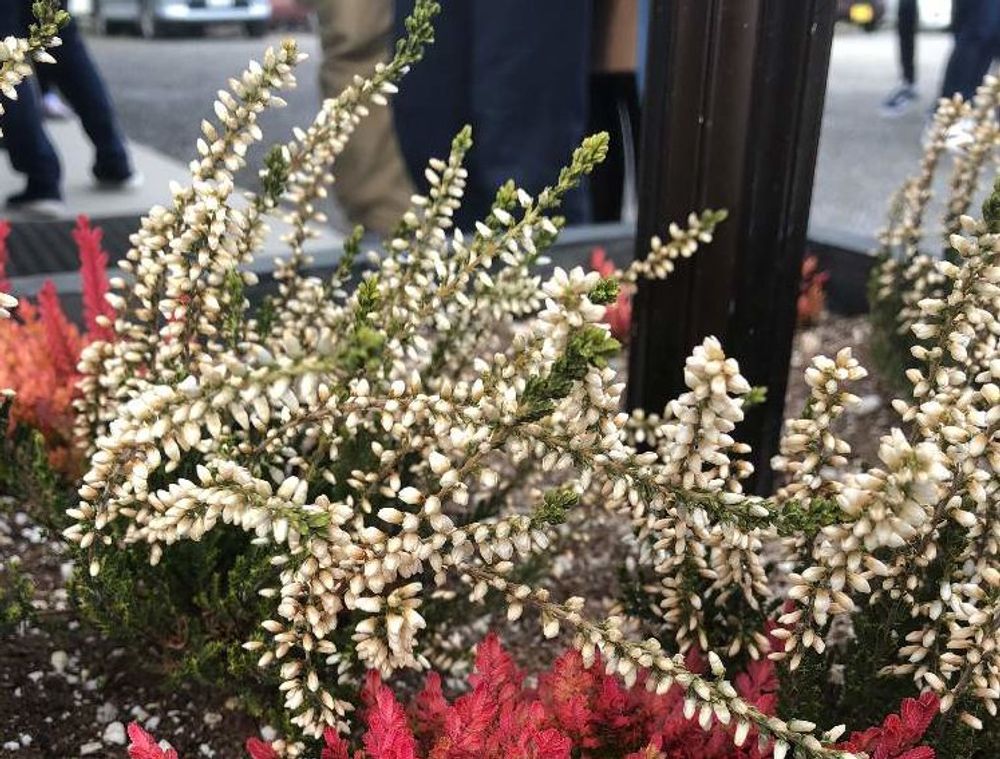 カルーナ　白い