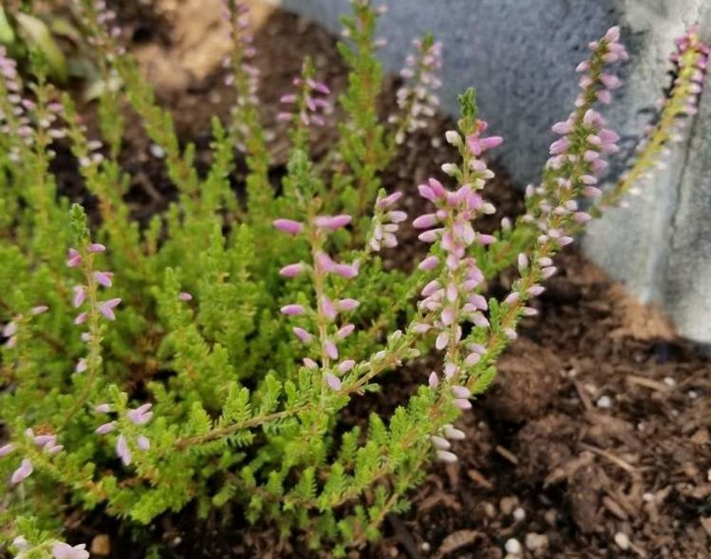 カルーナ　ピンク色の花　地植え