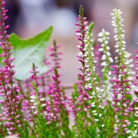 カルーナの育て方｜植え替え時期は？剪定や切り戻しの方法は？の画像
