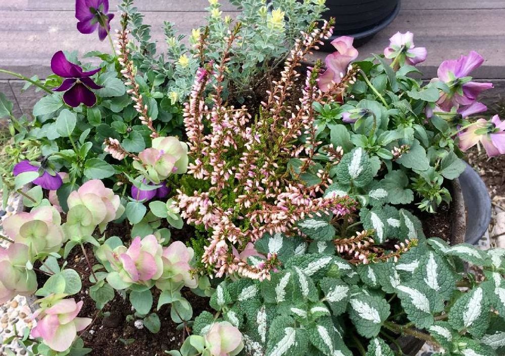 カルーナ　寄植え