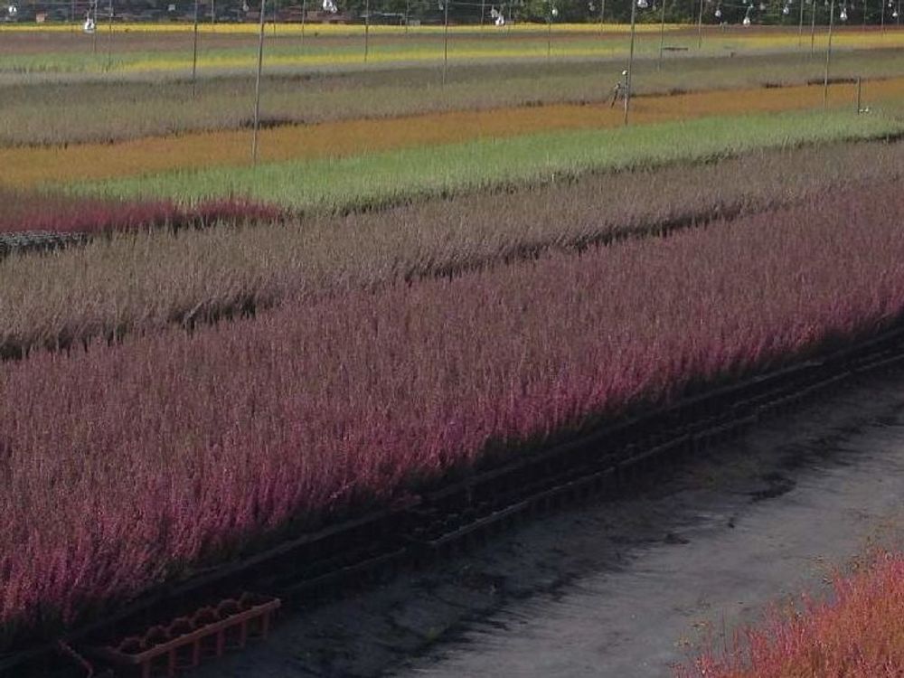 カルーナ　一面