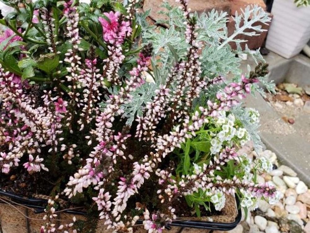 カルーナ　ピンク色