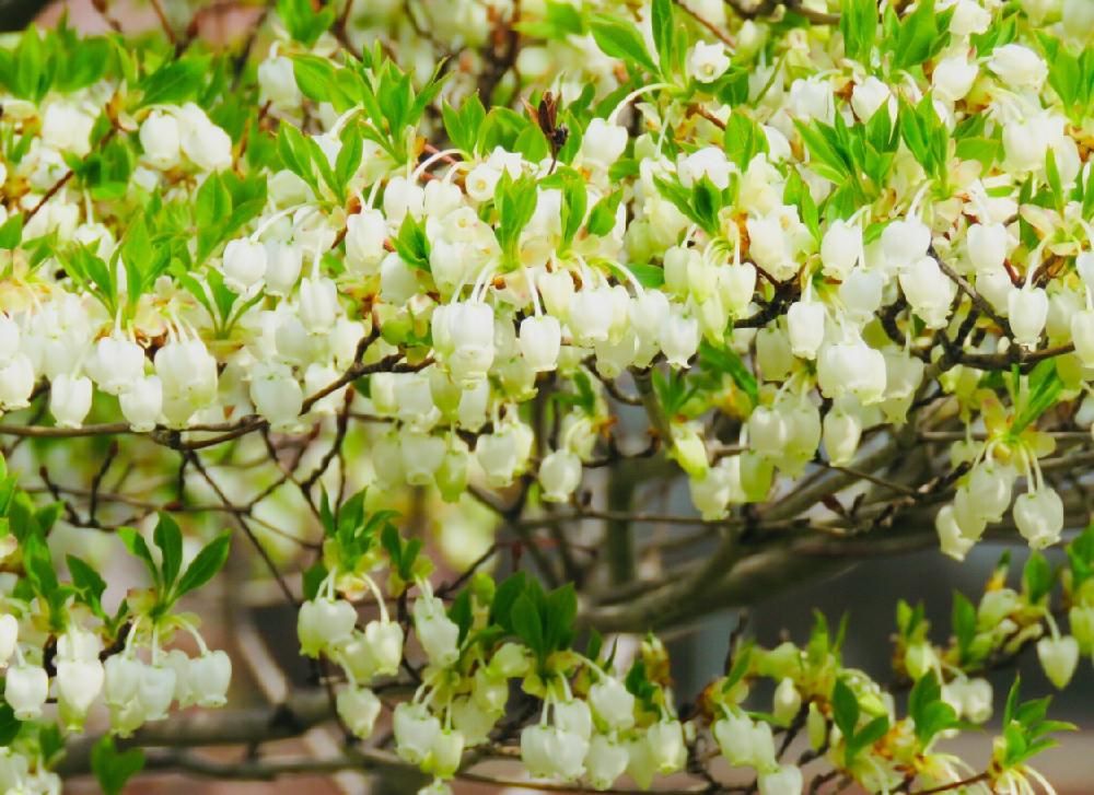 ドウダンツツジ　白い花