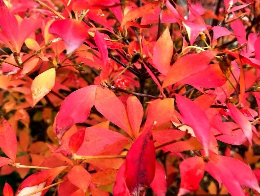 ドウダンツツジ　紅葉