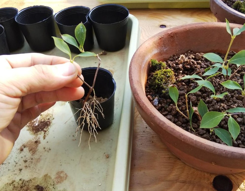 ドウダンツツジの育て方 植え替えや肥料の時期は 鉢植えもできる Greensnap グリーンスナップ