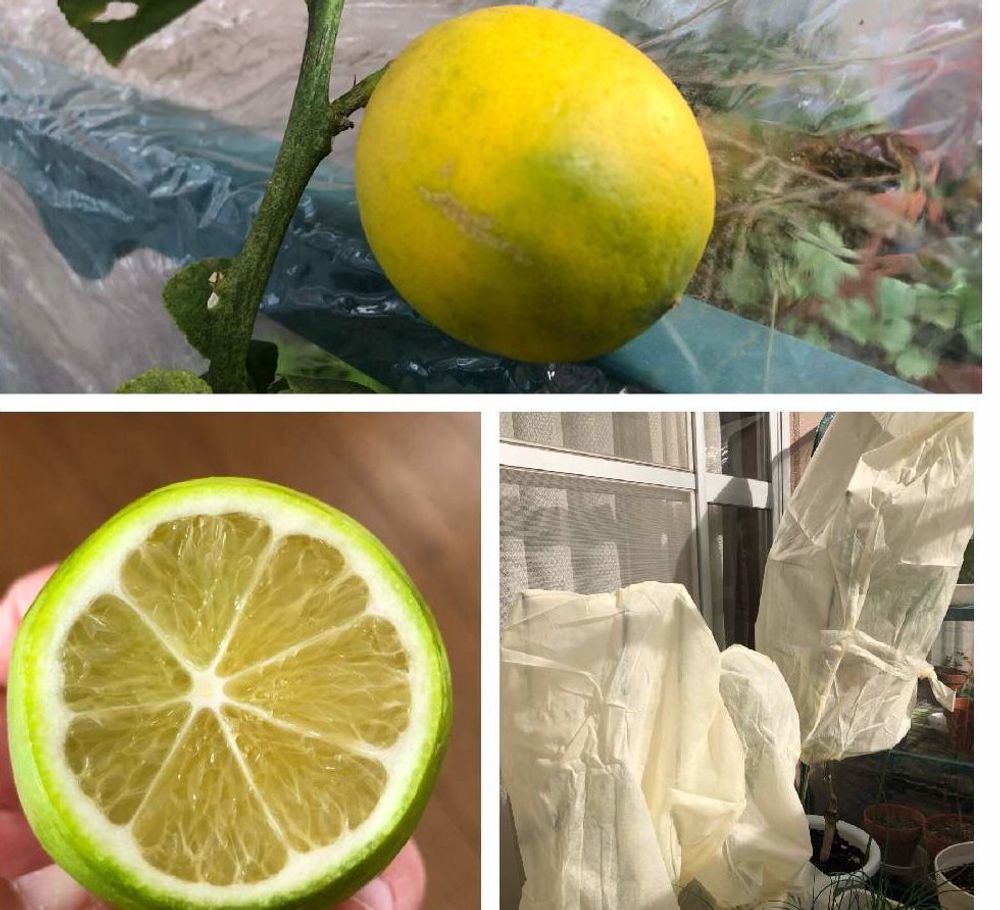 ライムPhoto by アーモンドさん