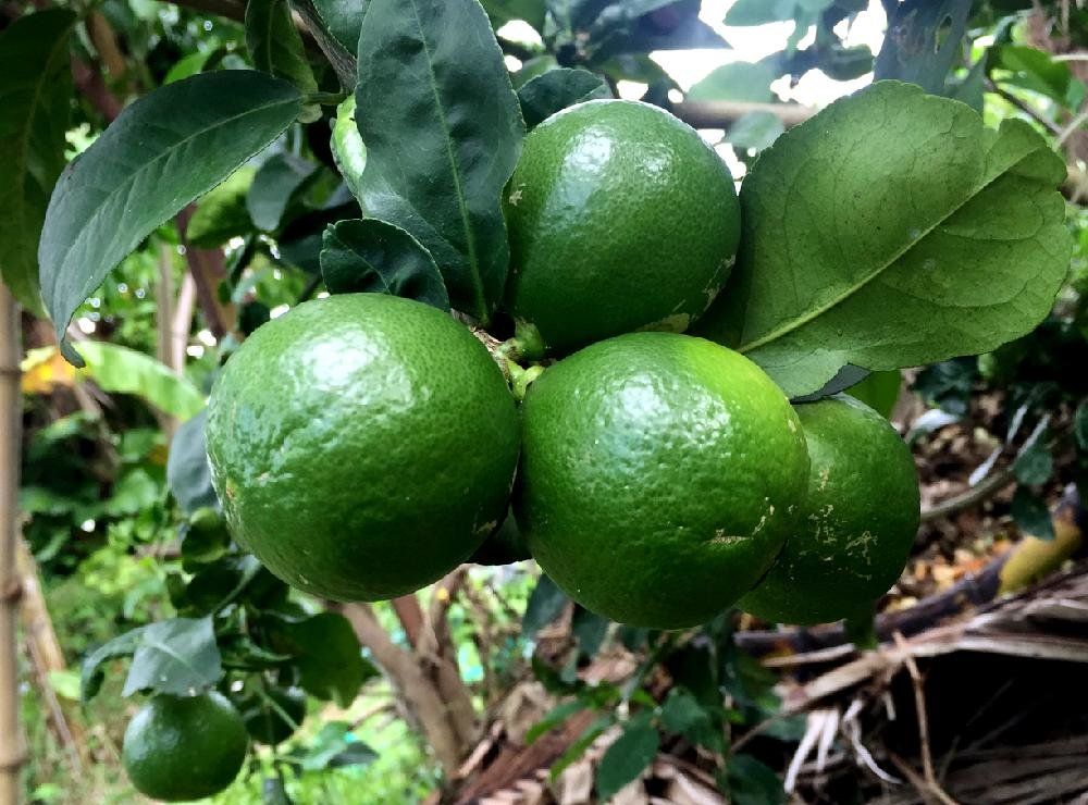 ライムPhoto by るり子さん