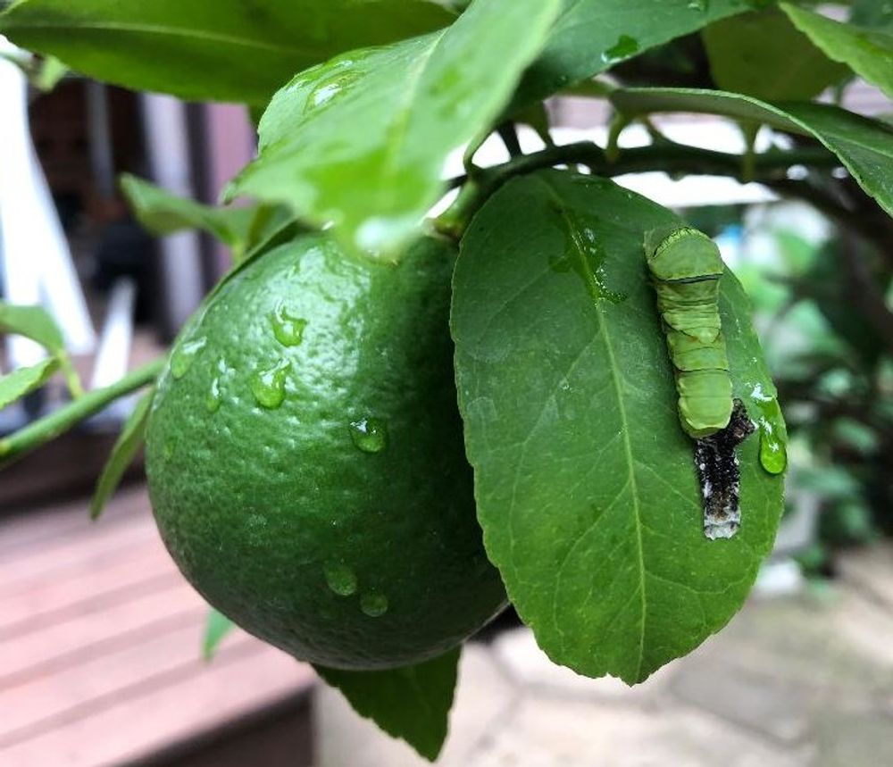 ライムPhoto by ふかふかみかんさん