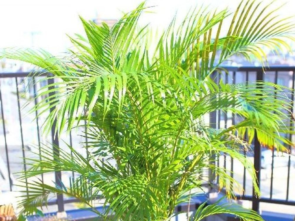 アレカヤシ　鉢植え　屋外