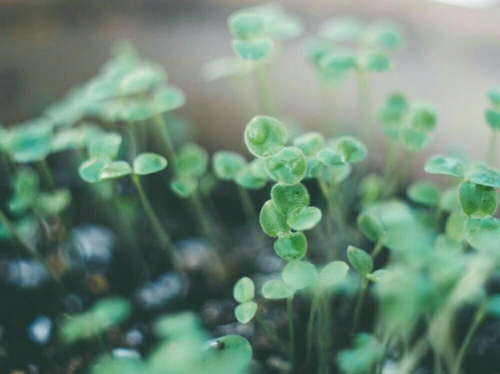 ワスレナグサ(勿忘草)　若葉