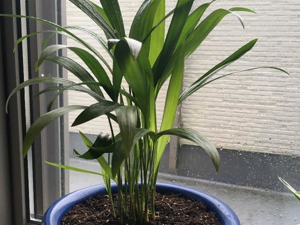 アレカヤシ　鉢植え