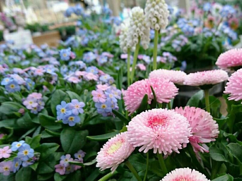 ワスレナグサ(勿忘草)　花