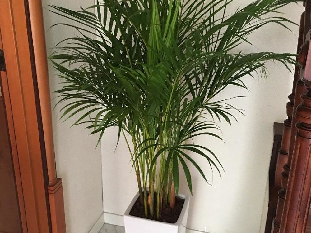 アレカヤシ　鉢植え