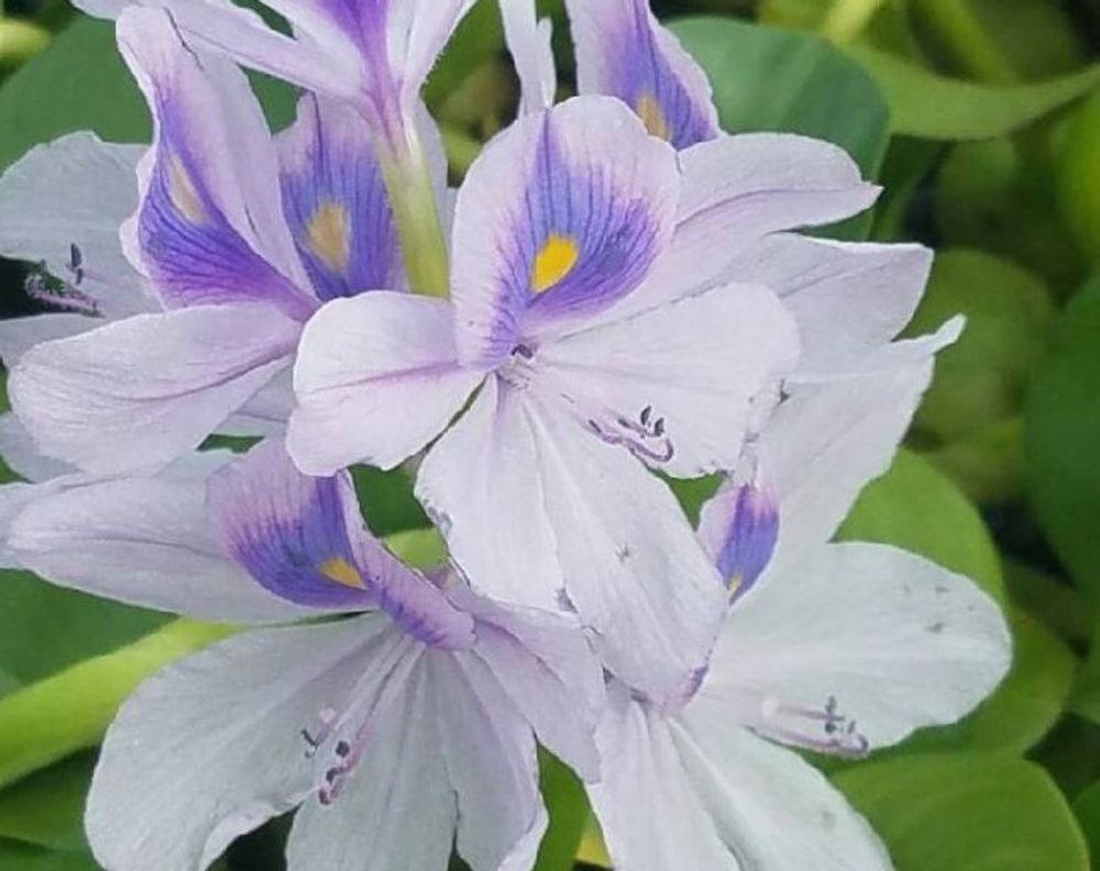 ホテイアオイ　紫色の花