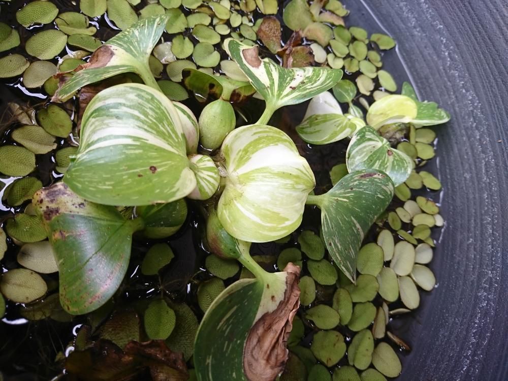 ホテイアオイ　鉢植え　水