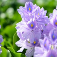 ホテイアオイの育て方｜増やし方は株分けが簡単？室内で冬越しできる？の画像