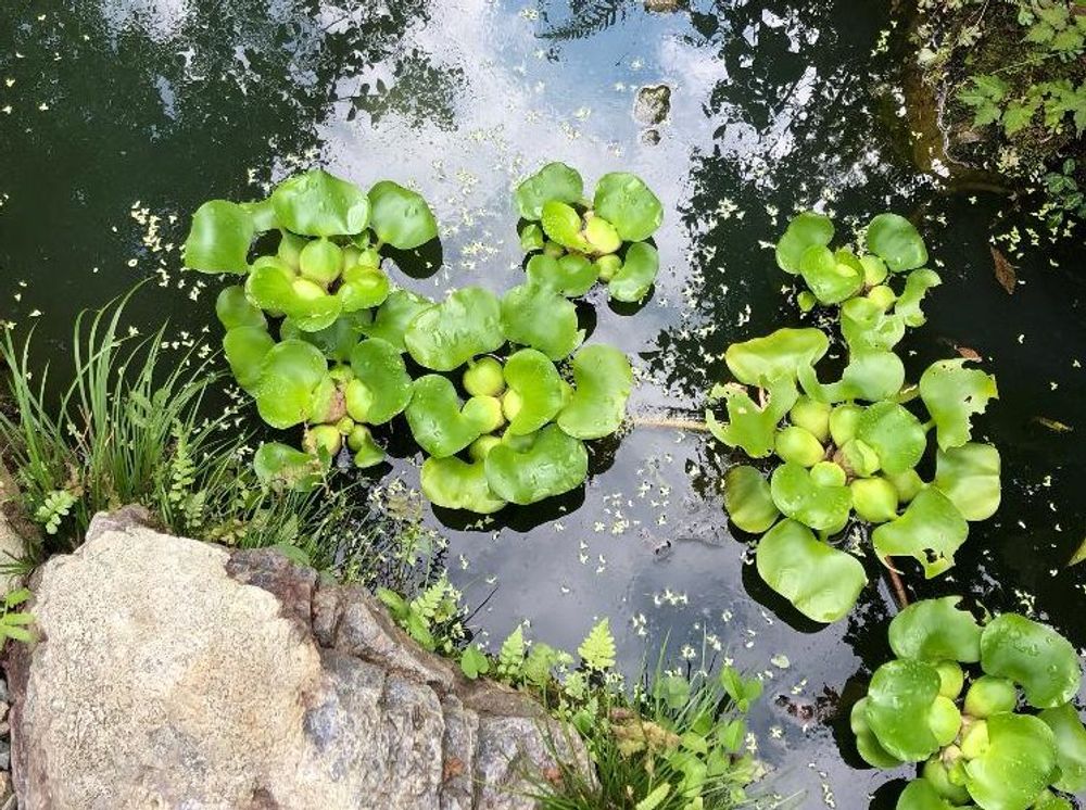 ホテイアオイ　水面