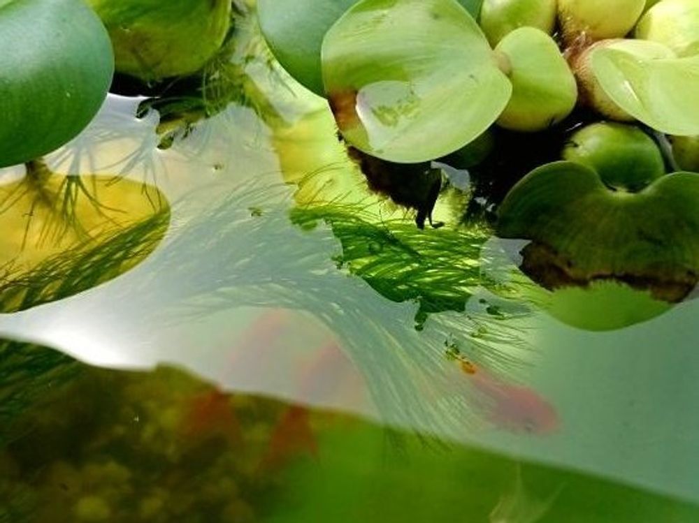 ホテイアオイ　水面　金魚