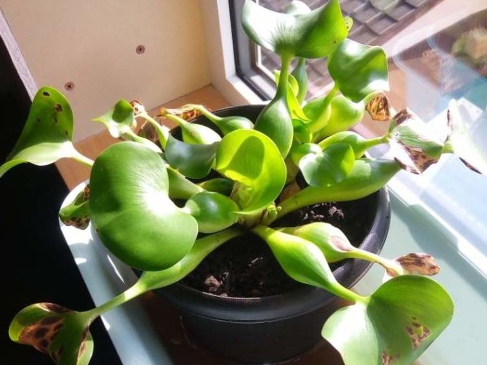 ホテイアオイ　鉢植え　窓際