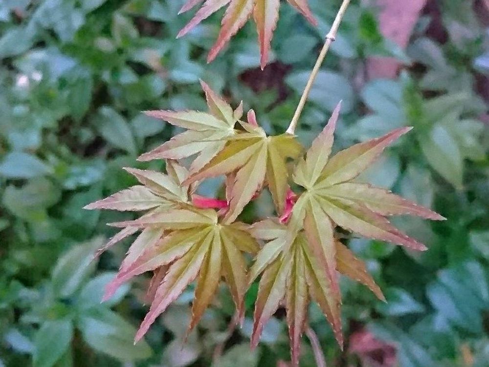 モミジ(楓)　紅葉に近づく