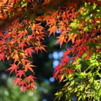 モミジ(楓)の育て方｜地植えや鉢植えの時期は？日陰でも育つ？の画像