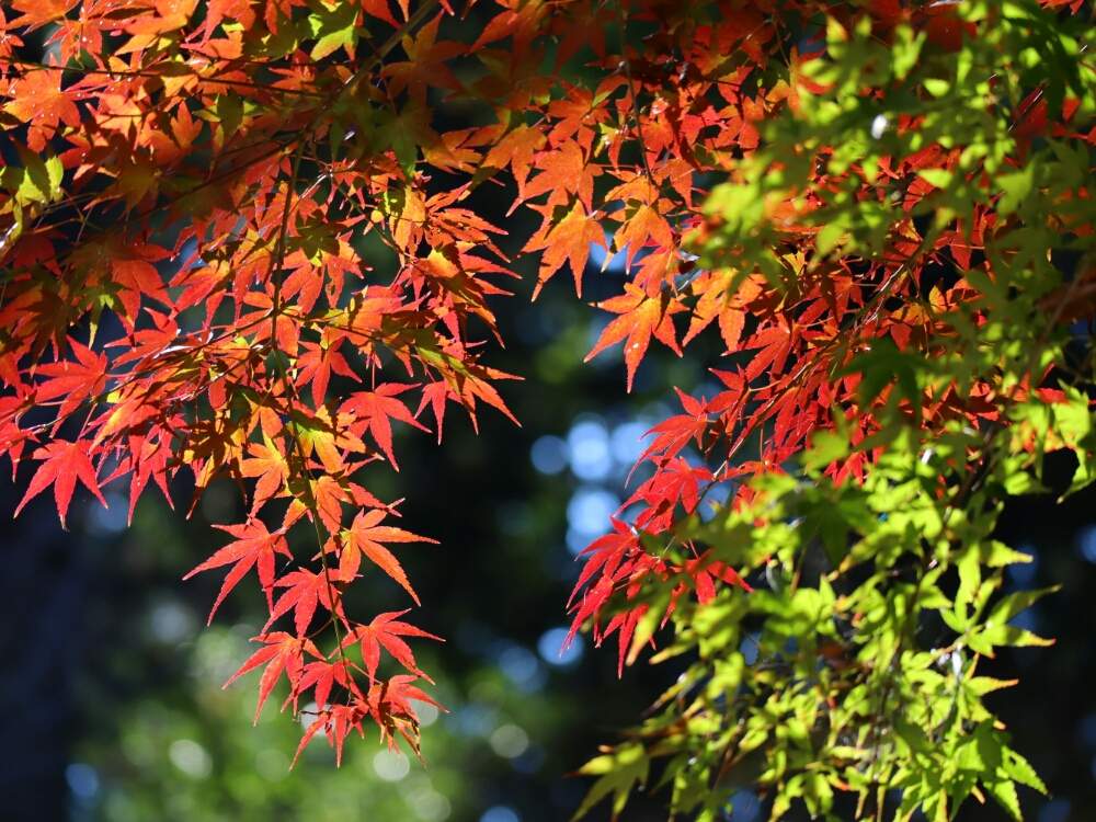 モミジ(楓)の育て方｜地植えや鉢植えの時期は？日陰でも育つ