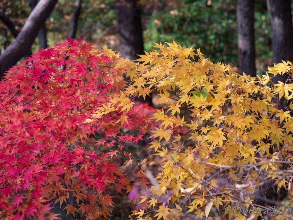 モミジ(楓)　紅葉