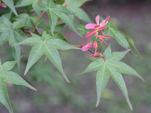 モミジ 楓 の育て方 地植えや鉢植えの時期は 日陰でも育つ Greensnap グリーンスナップ