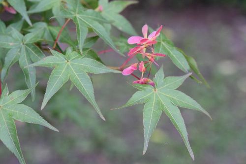 モミジ 楓 の育て方 地植えや鉢植えの時期は 日陰でも育つ Greensnap グリーンスナップ