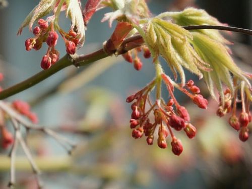 モミジ 楓 の育て方 地植えや鉢植えの時期は 日陰でも育つ Greensnap グリーンスナップ