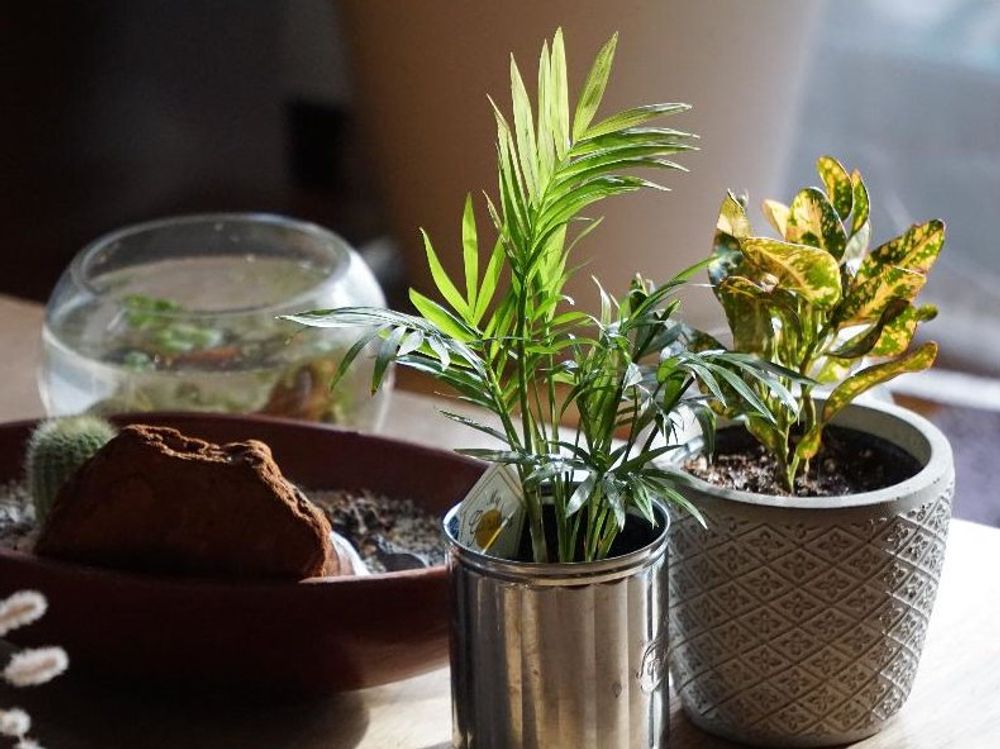 テーブルヤシ Photo by 80さん