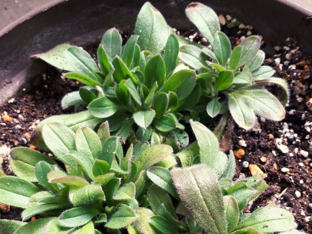 ワスレナグサ(勿忘草)　鉢植え　葉