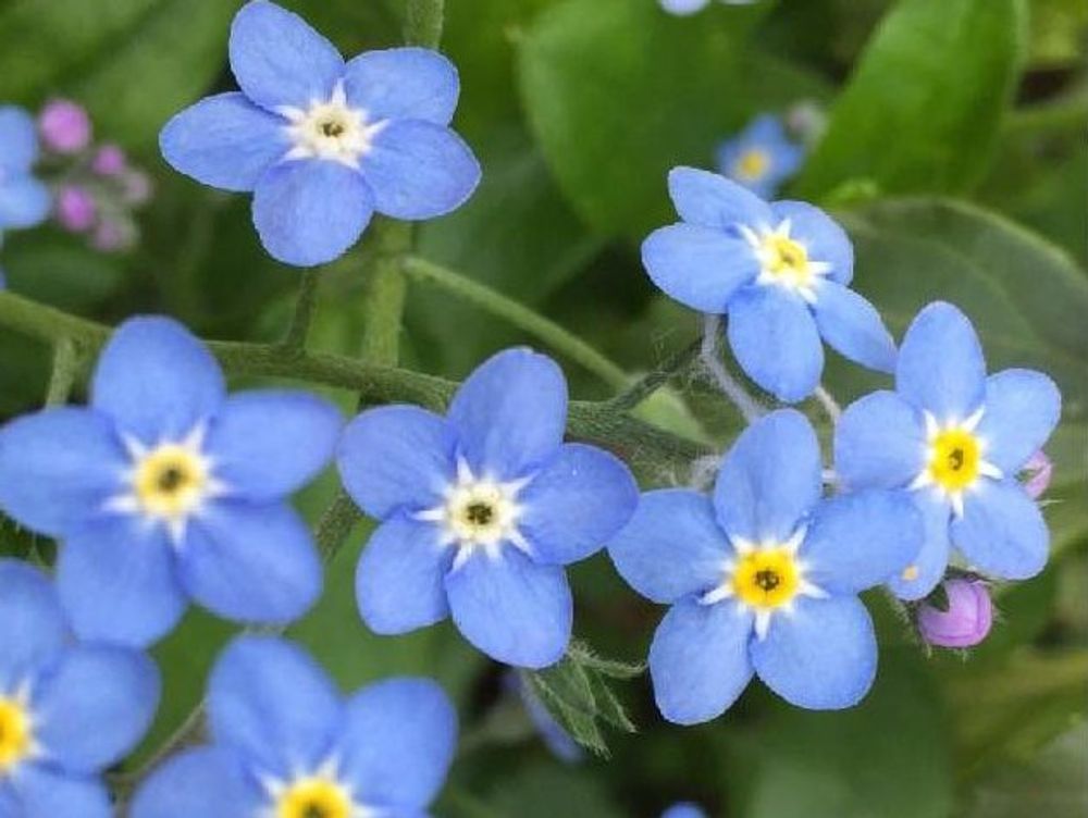 ワスレナグサ(勿忘草)　青い花