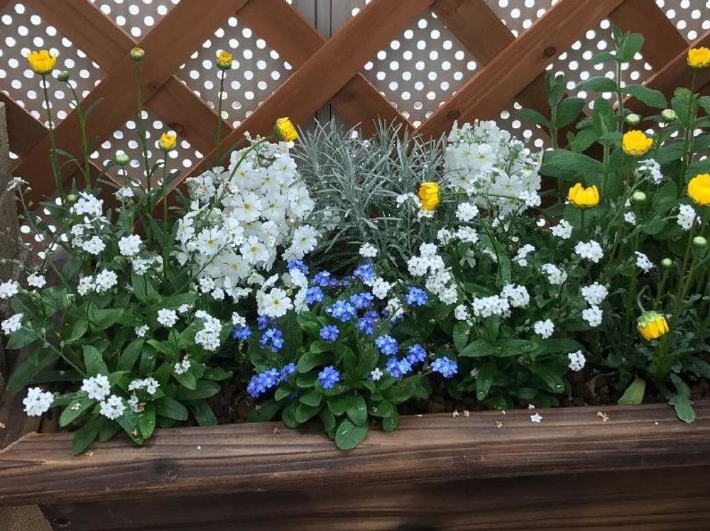 ワスレナグサ(勿忘草)　花壇