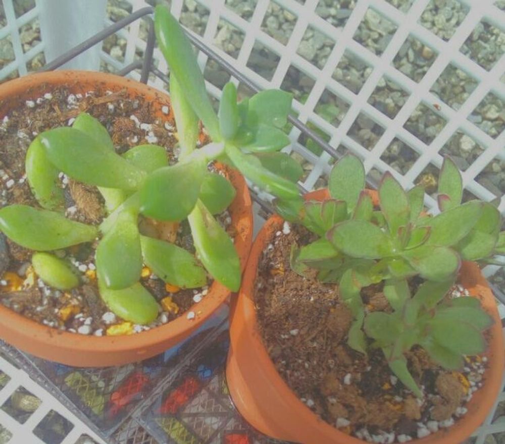 紅笹、Photo by 〓SHIMA〓さん