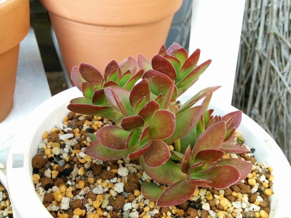 紅笹、Photo by あおい32さん