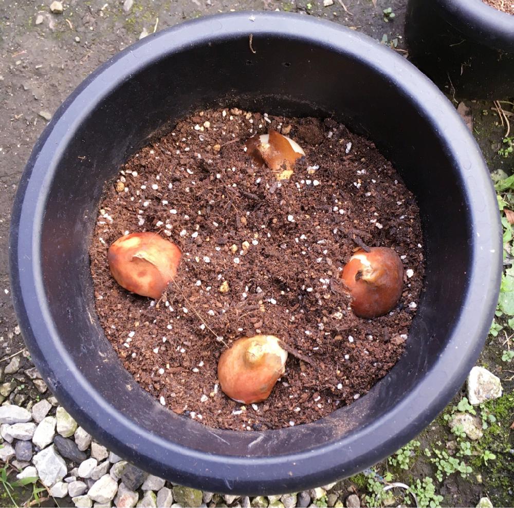 チューリップの育て方 球根の鉢植えでの植え方や植える時期は Greensnap グリーンスナップ
