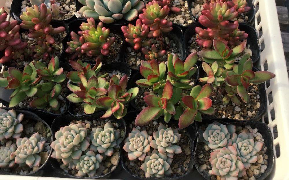 紅笹、Photo by さんちゃさん