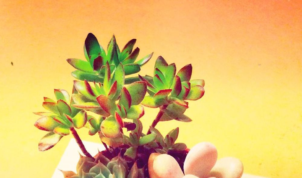 紅笹、Photo by 竹雀さん