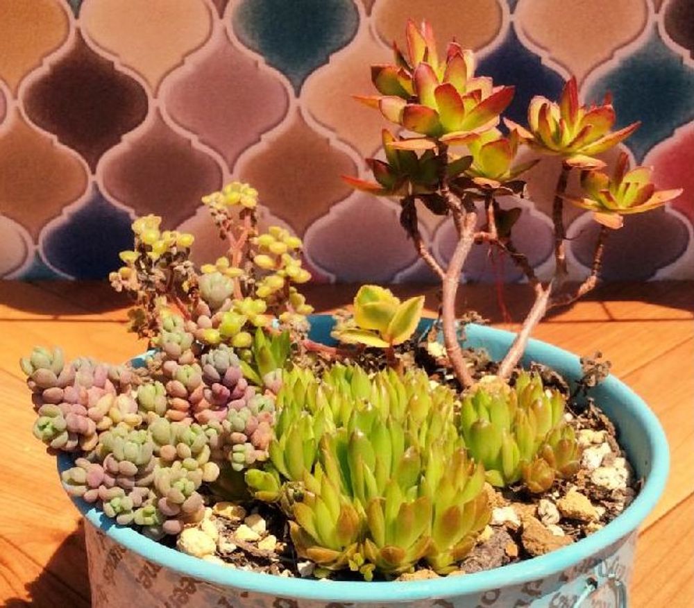 紅笹、Photo by 竹雀さん