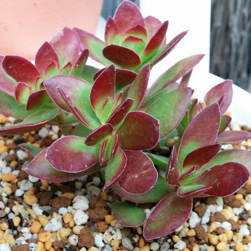 紅笹の育て方 季節ごとの水やり頻度や増やし方は Greensnap グリーンスナップ 紅笹の育て方 季節ごとの水やり頻度や増やし方は Greensnap グリーンスナップ