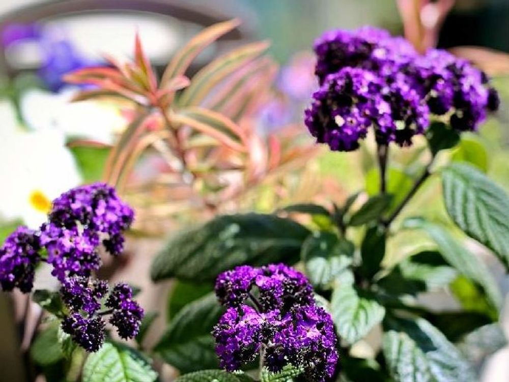 ヘリオトロープ　紫色の花