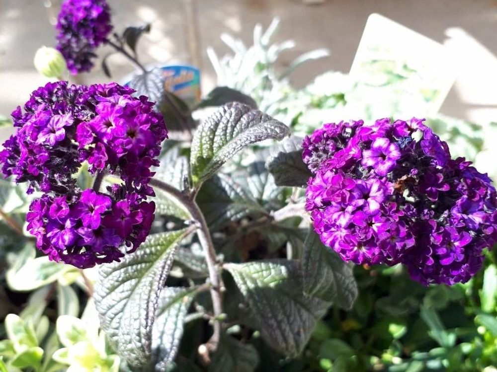 ヘリオトロープ　紫色の花