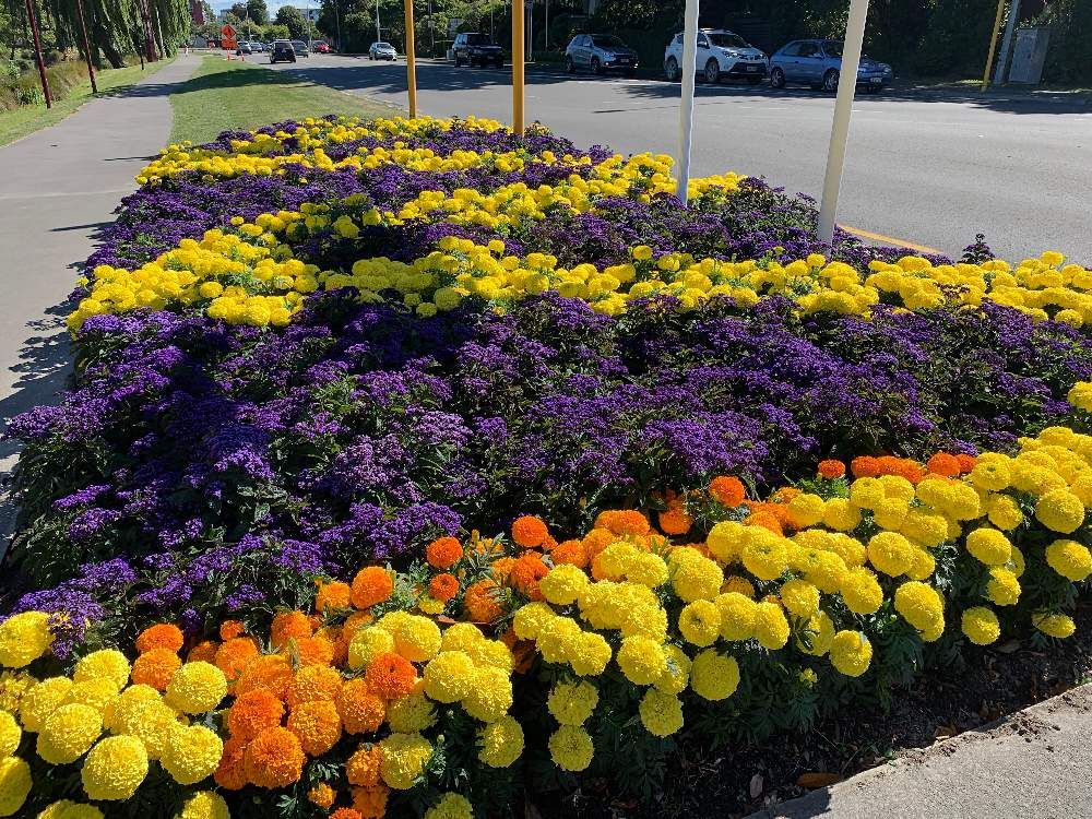 ヘリオトロープ　花畑