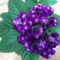 ヘリオトロープの育て方｜植え替え時期や肥料の与え方は？の画像