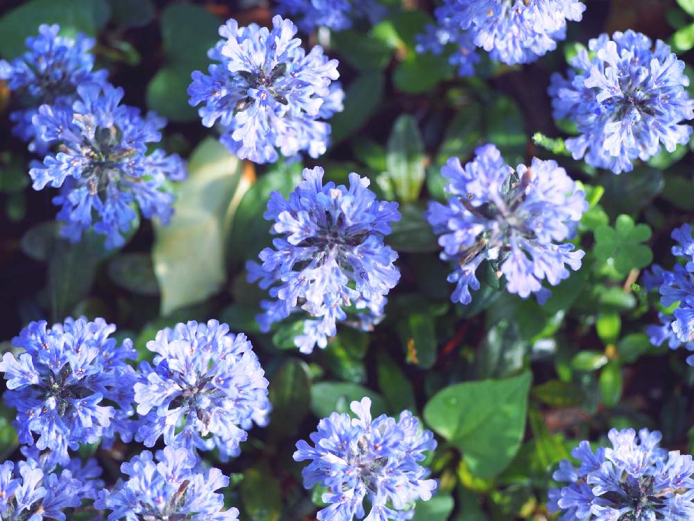 アジュガ　青い花