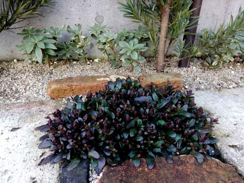 アジュガ　地植え　黒い葉