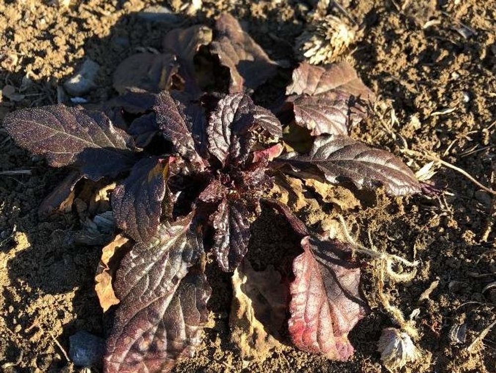 アジュガ　地面　黒い葉